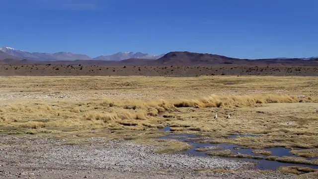 Pastoreo en el altiplano