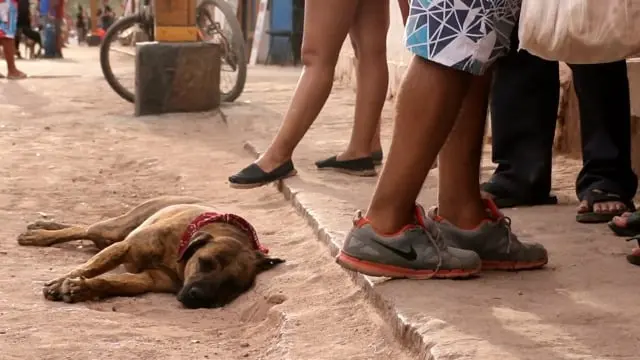 Escuela MAFI: San perro de Atacama