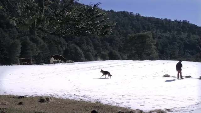 Campo de nieve