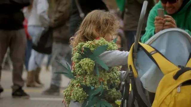 Niño cogollo