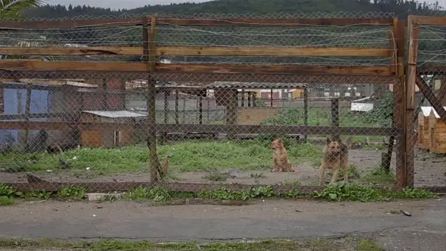 Pelea en Dichato