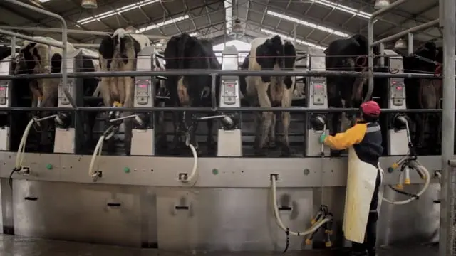 Ordeñadora de vacas