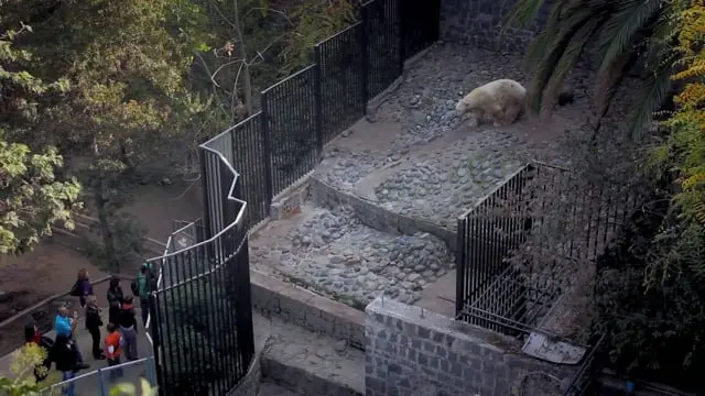 Oso polar
