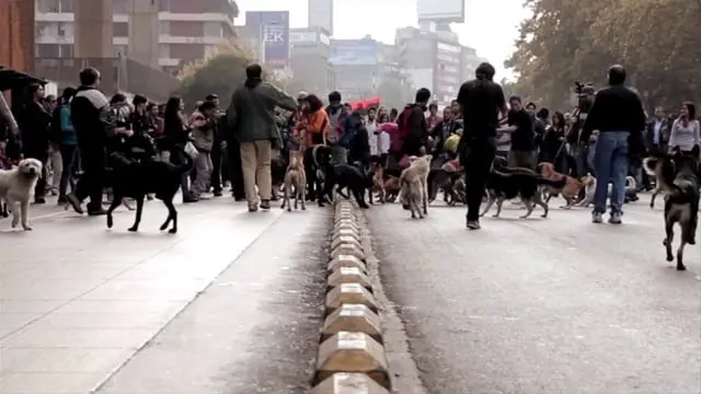 La marcha de los perros