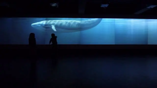 Nadar con las ballenas