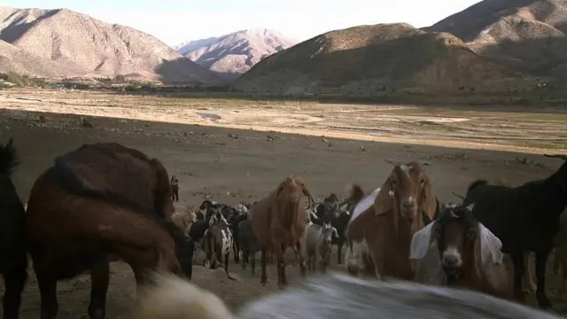 Cabras curiosas