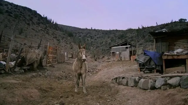 Retrato de un burro solitario