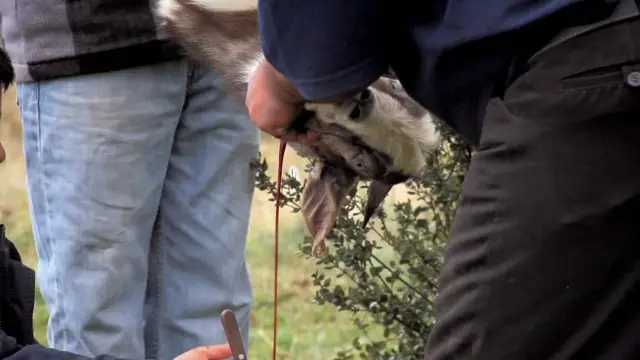 Ritual del ñachi