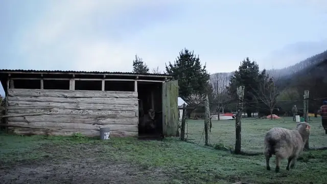 Oveja negra