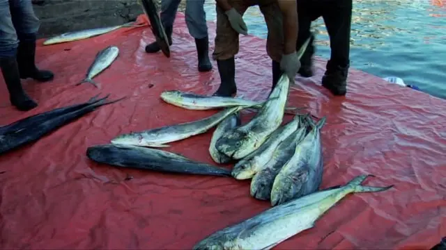 Palometas frescas