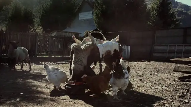 Gallinas carnívoras